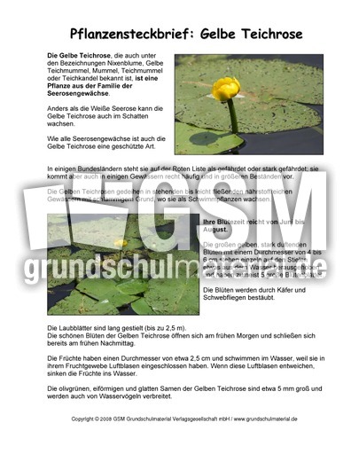 Steckbrief-Gelbe-Teichrose.pdf